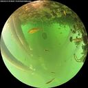 ./images/calvert/underwater/20260521/underwater20260521_074001M.jpg