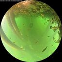 ./images/calvert/underwater/20260521/underwater20260521_074501M.jpg