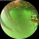 ./images/calvert/underwater/20260521/underwater20260521_075001M.jpg