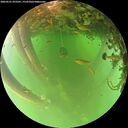 ./images/calvert/underwater/20260521/underwater20260521_075501M.jpg