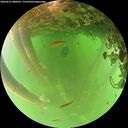 ./images/calvert/underwater/20260521/underwater20260521_080502M.jpg