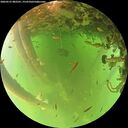 ./images/calvert/underwater/20260521/underwater20260521_082501M.jpg