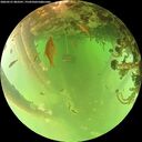 ./images/calvert/underwater/20260521/underwater20260521_083501M.jpg
