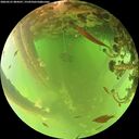 ./images/calvert/underwater/20260521/underwater20260521_084501M.jpg