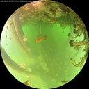 ./images/calvert/underwater/20260521/underwater20260521_085501M.jpg