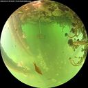 ./images/calvert/underwater/20260521/underwater20260521_091001M.jpg