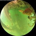 ./images/calvert/underwater/20260521/underwater20260521_091502M.jpg