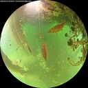 ./images/calvert/underwater/20260521/underwater20260521_093501M.jpg