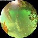 ./images/calvert/underwater/20260521/underwater20260521_110001M.jpg