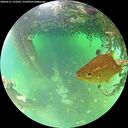 ./images/calvert/underwater/20260521/underwater20260521_123501M.jpg