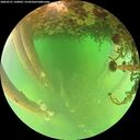 ./images/calvert/underwater/20260521/underwater20260521_150002M.jpg