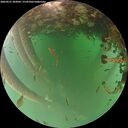 ./images/calvert/underwater/20260521/underwater20260521_203002M.jpg
