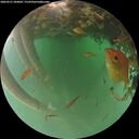 ./images/calvert/underwater/20260521/underwater20260521_204001M.jpg