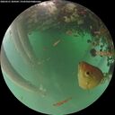 ./images/calvert/underwater/20260521/underwater20260521_204501M.jpg