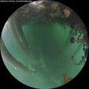 ./images/calvert/underwater/20260521/underwater20260521_212501M.jpg