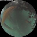 ./images/calvert/underwater/20260521/underwater20260521_214501M.jpg