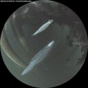 ./images/calvert/underwater/20260522/underwater20260522_050501M.jpg