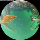 ./images/calvert/underwater/20260522/underwater20260522_070501M.jpg