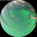 ./images/calvert/underwater/20260522/underwater20260522_071501M.jpg