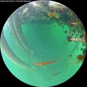 ./images/calvert/underwater/20260522/underwater20260522_073501M.jpg
