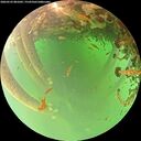 ./images/calvert/underwater/20260522/underwater20260522_081001M.jpg