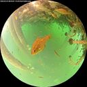 ./images/calvert/underwater/20260522/underwater20260522_084501M.jpg