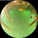 ./images/calvert/underwater/20260522/underwater20260522_091001M.jpg
