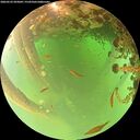 ./images/calvert/underwater/20260522/underwater20260522_092002M.jpg