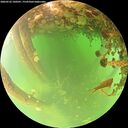 ./images/calvert/underwater/20260522/underwater20260522_100501M.jpg