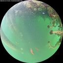 ./images/calvert/underwater/20260523/underwater20260523_171501M.jpg