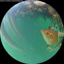 ./images/calvert/underwater/20260523/underwater20260523_205002M.jpg