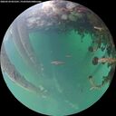 ./images/calvert/underwater/20260524/underwater20260524_055501M.jpg