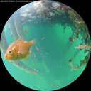 ./images/calvert/underwater/20260524/underwater20260524_074001M.jpg