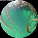 ./images/calvert/underwater/20260524/underwater20260524_074501M.jpg
