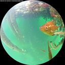 ./images/calvert/underwater/20260524/underwater20260524_103501M.jpg