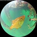 ./images/calvert/underwater/20260524/underwater20260524_111501M.jpg