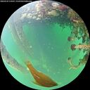 ./images/calvert/underwater/20260524/underwater20260524_114501M.jpg