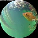 ./images/calvert/underwater/20260525/underwater20260525_204001M.jpg