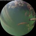 ./images/calvert/underwater/20260526/underwater20260526_213001M.jpg