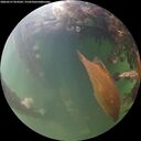 ./images/calvert/underwater/20260527/underwater20260527_053502M.jpg