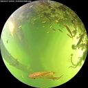 ./images/calvert/underwater/20260527/underwater20260527_150501M.jpg