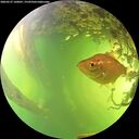 ./images/calvert/underwater/20260527/underwater20260527_160001M.jpg