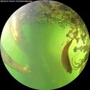 ./images/calvert/underwater/20260527/underwater20260527_162501M.jpg