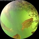 ./images/calvert/underwater/20260527/underwater20260527_163501M.jpg