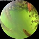 ./images/calvert/underwater/20260527/underwater20260527_170501M.jpg