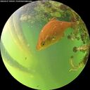 ./images/calvert/underwater/20260527/underwater20260527_190501M.jpg