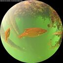 ./images/calvert/underwater/20260528/underwater20260528_105002M.jpg