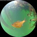 ./images/calvert/underwater/20260528/underwater20260528_142501M.jpg