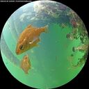 ./images/calvert/underwater/20260528/underwater20260528_145001M.jpg