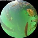 ./images/calvert/underwater/20260528/underwater20260528_173501M.jpg
